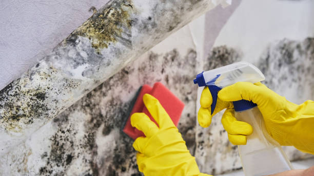 Best Preventive Mold Services in East Berwick, PA